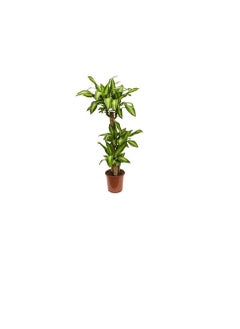 DUBAI GARDEN CENTRE Dubai Garden Centre Dracaena Massangeana Plant, 170 cm Height, Green  - Image 2