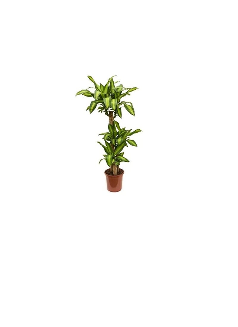 دبي جاردن سنتر دبي جاردن سنتر نبتة Dracaena Massangeana ، ارتفاع 170 سم ، أخضر  - Image 2
