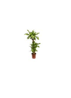 DUBAI GARDEN CENTRE Dubai Garden Centre Dracaena Massangeana Plant, 170 cm Height, Green  - Image 3