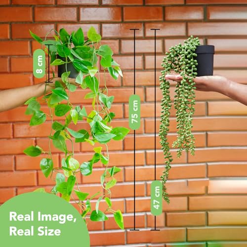 Ekhasa Nostrae Hanging Artificial Plants with Pot (Set of 2) | Money Plant Artificial Hanging Plants for Decor | Falling Creepers Climbers Fake Vines with Pots (String of Pearls, Golden Pothos) - Image 3