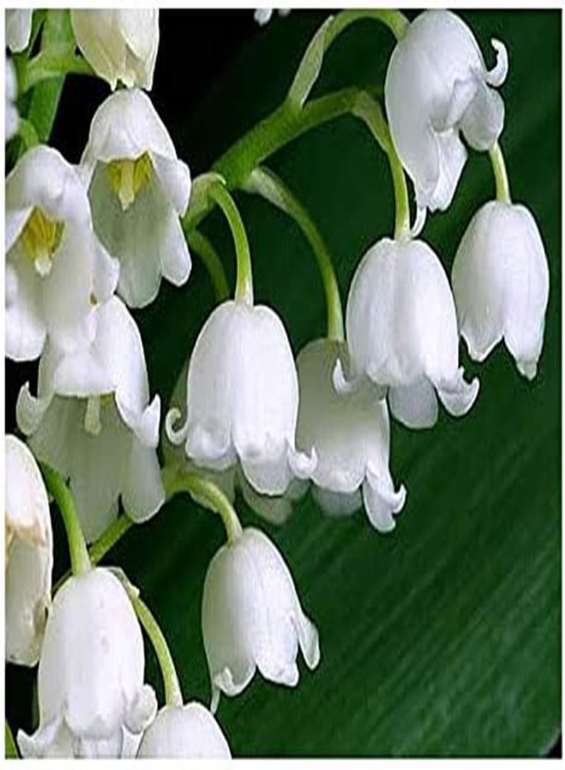 GGOOT 10 Very Large, Plump Lily of The Valley Plant Pips with Roots - Blooms in May
