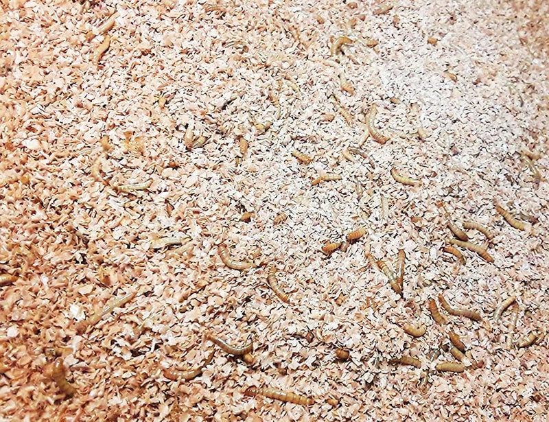 Josh's Frogs Mealworm & Superworm Wheat Bran Bedding and Food Source (5 Quarts) - Image 4
