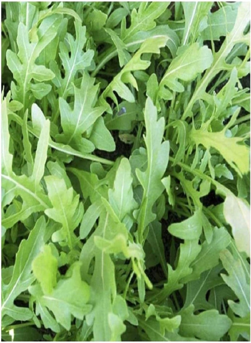 GGOOT - ROCKET -WILD - 30 SEEDS - ORGANIC  - Image 1