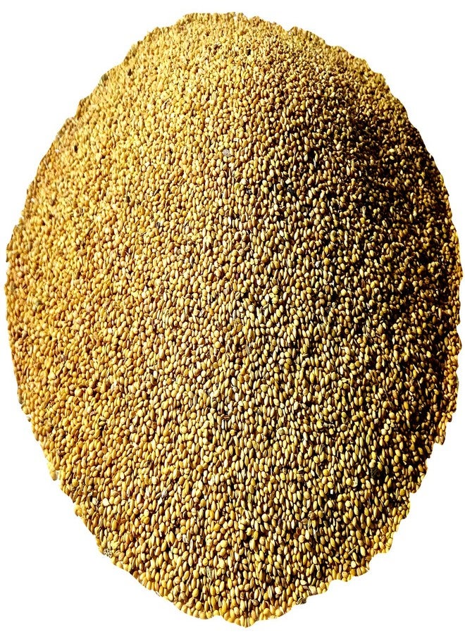 سكاي بذور ذيل الثعلب السماوي، الكانجني، بذور الدخن، غذاء طبيعي 100% للطيور الصغيرة والكبيرة، بما في ذلك الكوكاتيل، وطيور الحب، والعصافير الفضية، والمونيا، والببغاوات، والبادجي، والحمام. - Image 1