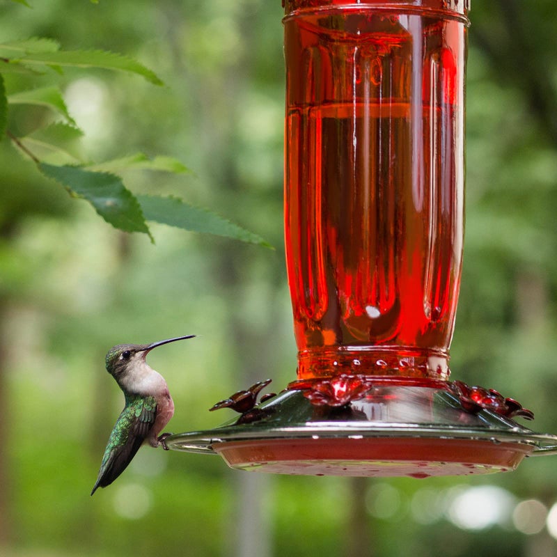 Kingsyard Glass Hummingbird Feeder for Outdoors Wild Bird Feeder with 6 Feeding Ports Hanging for Garden Yard, Red (Ant Moat Included) - Image 2