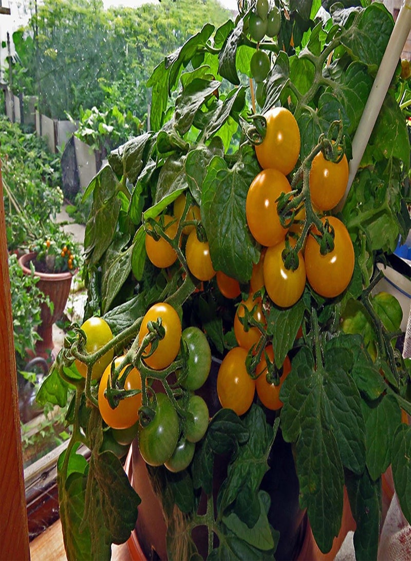 جي جوت بذور الطماطم الكرزية الصفراء للشرفة Elo F1 الهجينة غير المعدلة وراثيًا - Image 1