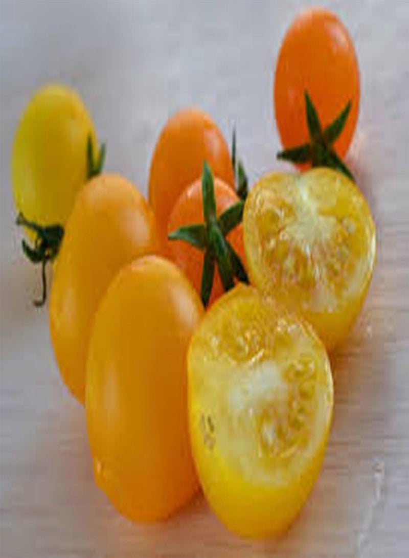 جي جوت بذور الطماطم الكرزية الصفراء للشرفة Elo F1 الهجينة غير المعدلة وراثيًا - Image 3