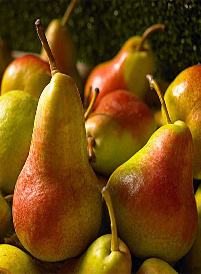 GGOOT 50Pcs Pear Seeds Yellow Belt Has Blush Milky White Pulp Juicy Fruit Idyllic Scenery Garden Decoration Don't Need Much Care  - Image 1