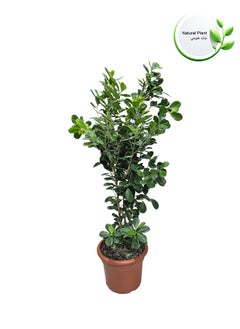 Indoor Natural Plants And Trees - pzsku/Z411D9F46E89F99D0E437Z/45/_/1729606981/fcbcf0a5-aae7-40ca-ba8e-6a977002cde2