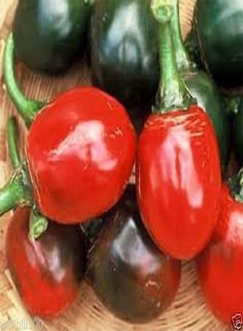 GGOOT 25 CASCABEL Hot  Seeds,aka Rattle ,Great for Drying,,Mexican Cuisine