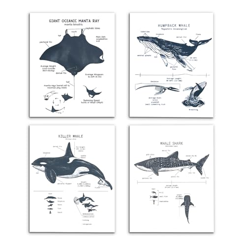 VIIJJUE Whale Shark Decor Wall Art Prints Set of 4, Shark poster, Ocean Beach Room Decor posters, Ocean Marine Life Educational Wall Art for Classroom Bathroom Living Room, 8x10 Inches Unframed - Image 1