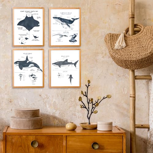VIIJJUE Whale Shark Decor Wall Art Prints Set of 4, Shark poster, Ocean Beach Room Decor posters, Ocean Marine Life Educational Wall Art for Classroom Bathroom Living Room, 8x10 Inches Unframed - Image 2
