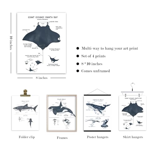 VIIJJUE Whale Shark Decor Wall Art Prints Set of 4, Shark poster, Ocean Beach Room Decor posters, Ocean Marine Life Educational Wall Art for Classroom Bathroom Living Room, 8x10 Inches Unframed - Image 5