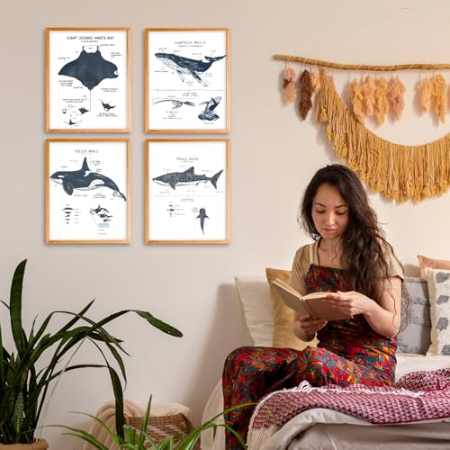 VIIJJUE Whale Shark Decor Wall Art Prints Set of 4, Shark poster, Ocean Beach Room Decor posters, Ocean Marine Life Educational Wall Art for Classroom Bathroom Living Room, 8x10 Inches Unframed - Image 3
