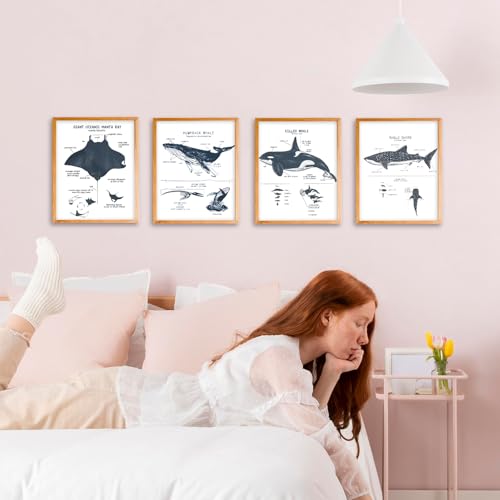 VIIJJUE Whale Shark Decor Wall Art Prints Set of 4, Shark poster, Ocean Beach Room Decor posters, Ocean Marine Life Educational Wall Art for Classroom Bathroom Living Room, 8x10 Inches Unframed - Image 4