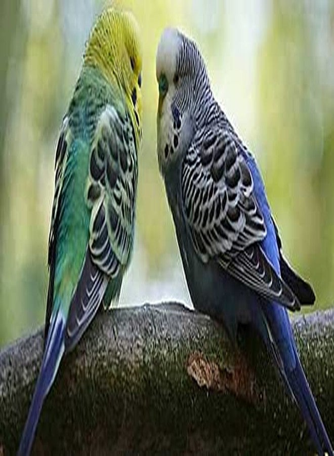 Parrots Wizard طعام الطيور كانجني صغير الحجم من باروتس ويزارد، 4500 جرام - Image 3