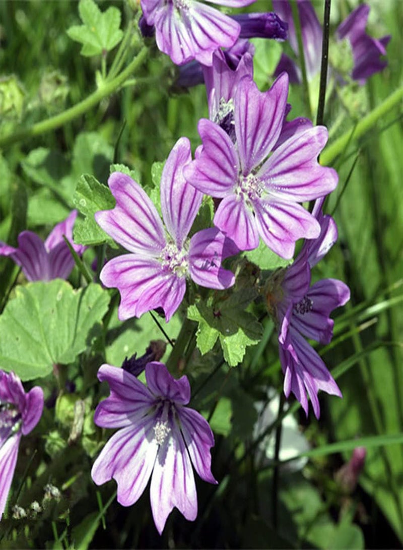 GGOOT 200Pcs Mallow Seeds for Garden Home Balcony Fences Yard Decoration Flowers Make Surrounding Environment More Beautiful - Image 1