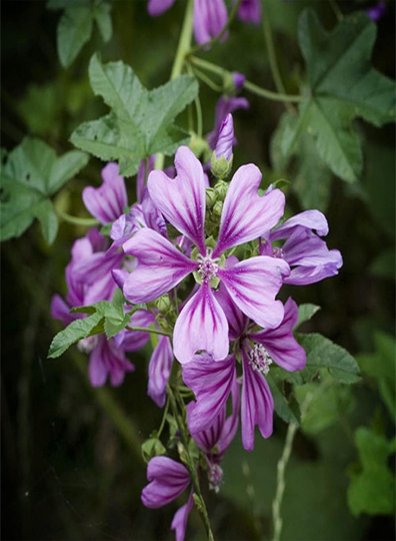 GGOOT 200Pcs Mallow Seeds for Garden Home Balcony Fences Yard Decoration Flowers Make Surrounding Environment More Beautiful - Image 2