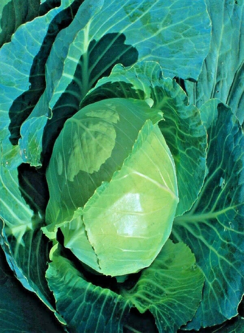 جي جوت أقدم أنواع الكرنب (EWK) - بذور خضراوات Brassica oleracea capitata، صنف مبكر النضج جدًا، زراعة في حديقة المنزل باستخدام مشعل ثقيل، 800 بذرة