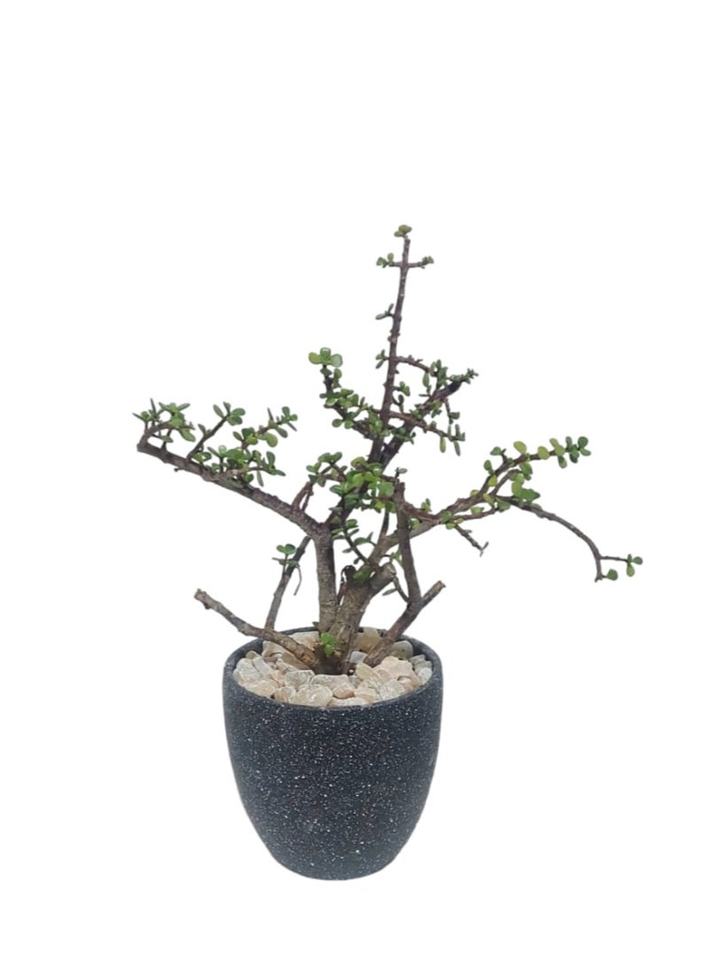 Shatla Shop Jade tree with black terrazzo pot 