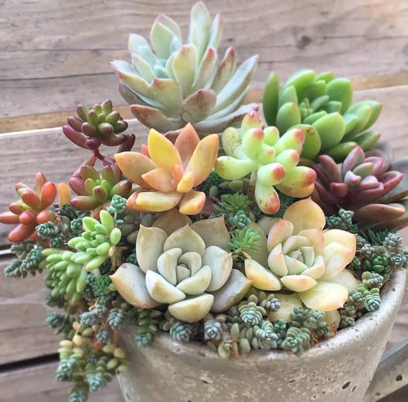 Ficoszo 500pcs Mix Rare Succulent Seeds for Planting, DIY Bonsai Ornamental Plant Hardy Perennial - Image 4