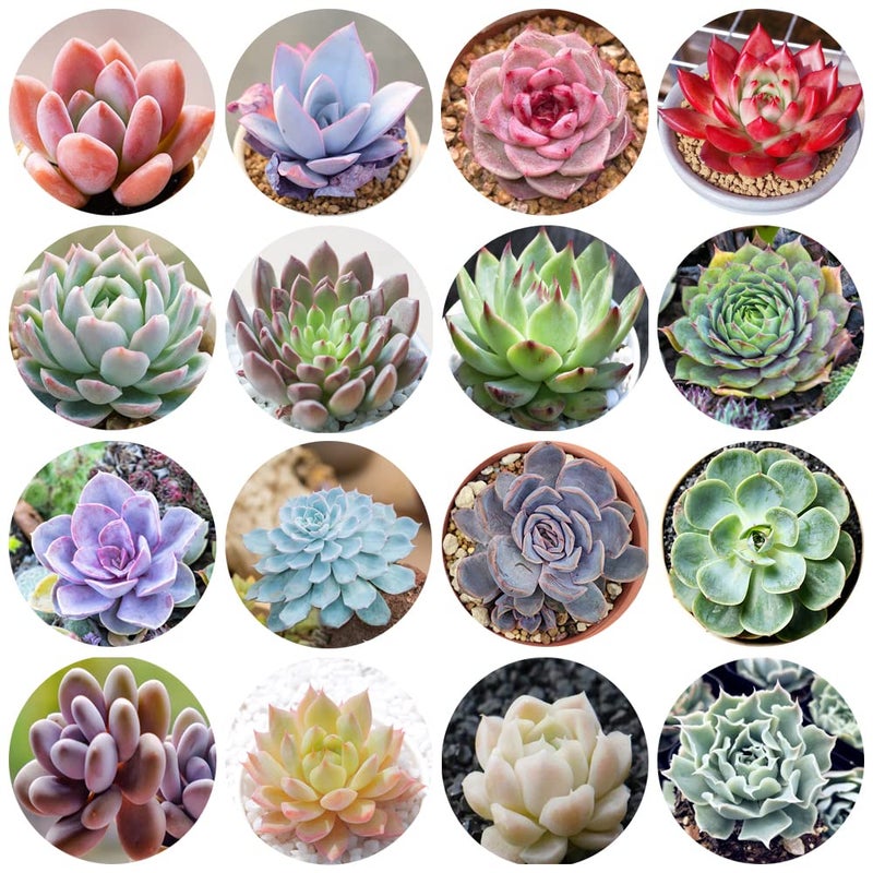 Ficoszo 500pcs Mix Rare Succulent Seeds for Planting, DIY Bonsai Ornamental Plant Hardy Perennial - Image 1