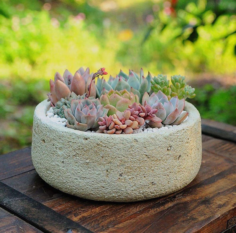 Ficoszo 500pcs Mix Rare Succulent Seeds for Planting, DIY Bonsai Ornamental Plant Hardy Perennial - Image 5