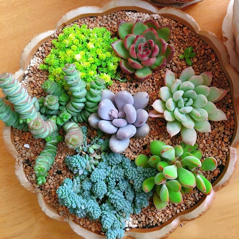 Ficoszo 500pcs Mix Rare Succulent Seeds for Planting, DIY Bonsai Ornamental Plant Hardy Perennial - Image 3