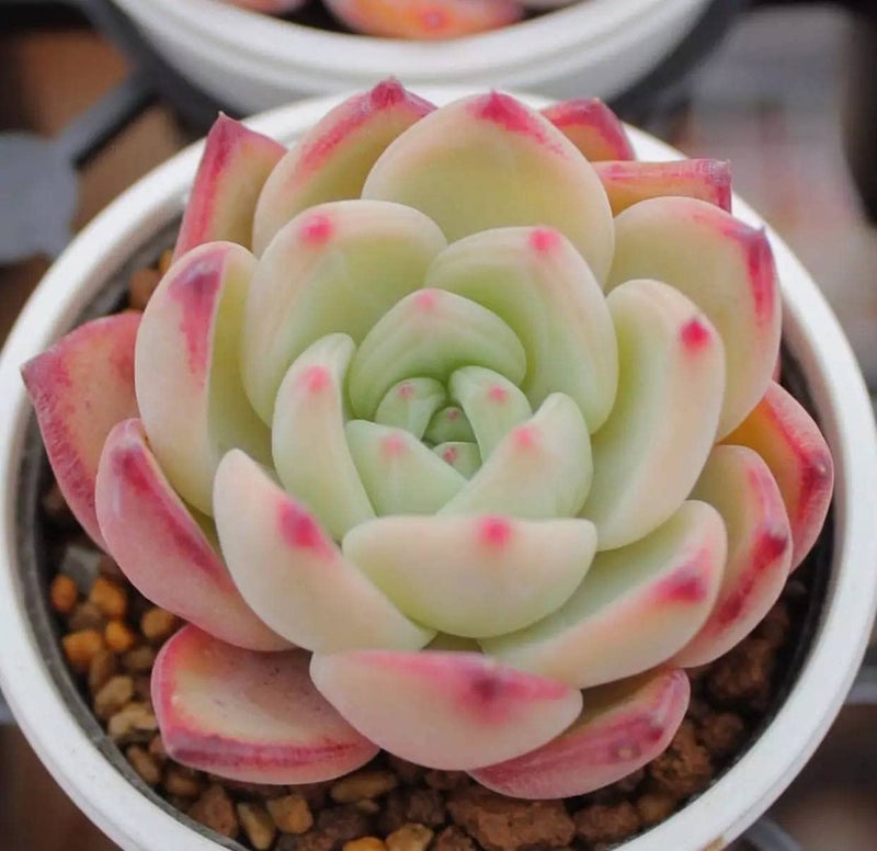 Ficoszo 500pcs Mix Rare Succulent Seeds for Planting, DIY Bonsai Ornamental Plant Hardy Perennial - Image 2