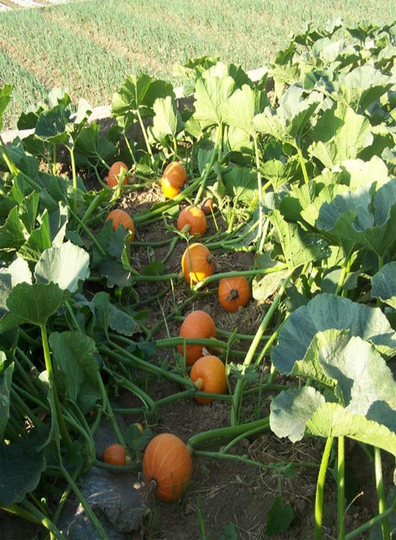 GGOOT 50pcs Pumpkin Seeds Grow Your Own Non-GMO Heirloom Squash Vegetable Seed Outdoor Fast Growing Autumn Harvest Suitable for Beginners Quality Gardening Gifts - Image 4