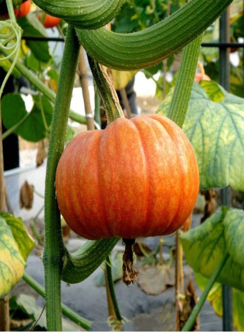 GGOOT 50pcs Pumpkin Seeds Grow Your Own Non-GMO Heirloom Squash Vegetable Seed Outdoor Fast Growing Autumn Harvest Suitable for Beginners Quality Gardening Gifts - Image 3