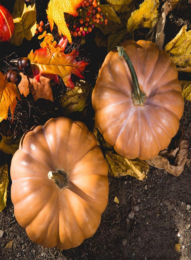 GGOOT 50pcs Pumpkin Seeds Grow Your Own Non-GMO Heirloom Squash Vegetable Seed Outdoor Fast Growing Autumn Harvest Suitable for Beginners Quality Gardening Gifts - Image 1