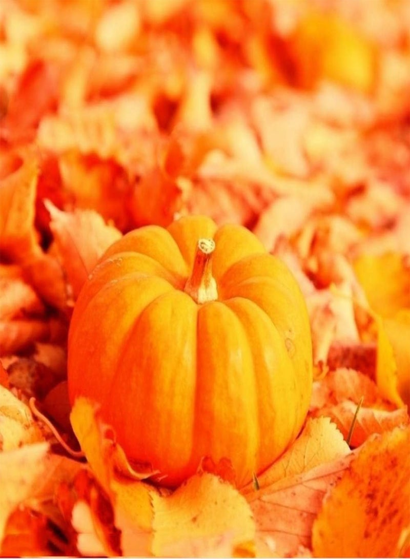 GGOOT 50pcs Pumpkin Seeds Grow Your Own Non-GMO Heirloom Squash Vegetable Seed Outdoor Fast Growing Autumn Harvest Suitable for Beginners Quality Gardening Gifts - Image 2