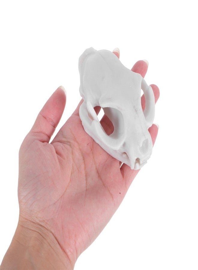 WINOMO Cat Skull Skeleton Halloween Animal Scary Skeleton Props Model Figurine Aquarium Fish Tank Landscape Decorations - Image 2
