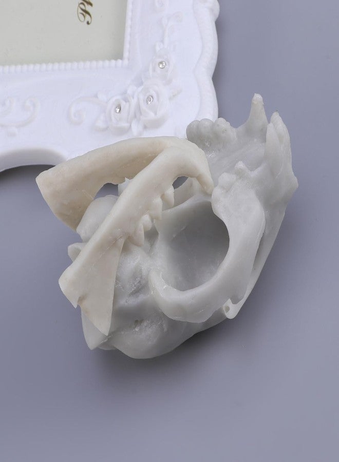 WINOMO Cat Skull Skeleton Halloween Animal Scary Skeleton Props Model Figurine Aquarium Fish Tank Landscape Decorations - Image 5