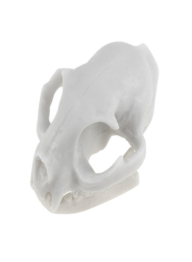WINOMO Cat Skull Skeleton Halloween Animal Scary Skeleton Props Model Figurine Aquarium Fish Tank Landscape Decorations - Image 1