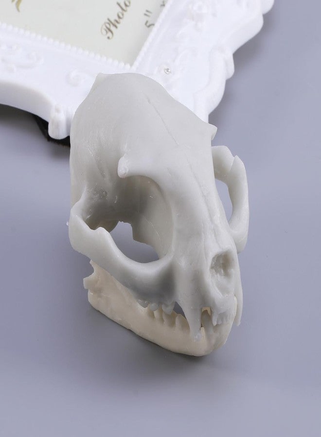 WINOMO Cat Skull Skeleton Halloween Animal Scary Skeleton Props Model Figurine Aquarium Fish Tank Landscape Decorations - Image 4