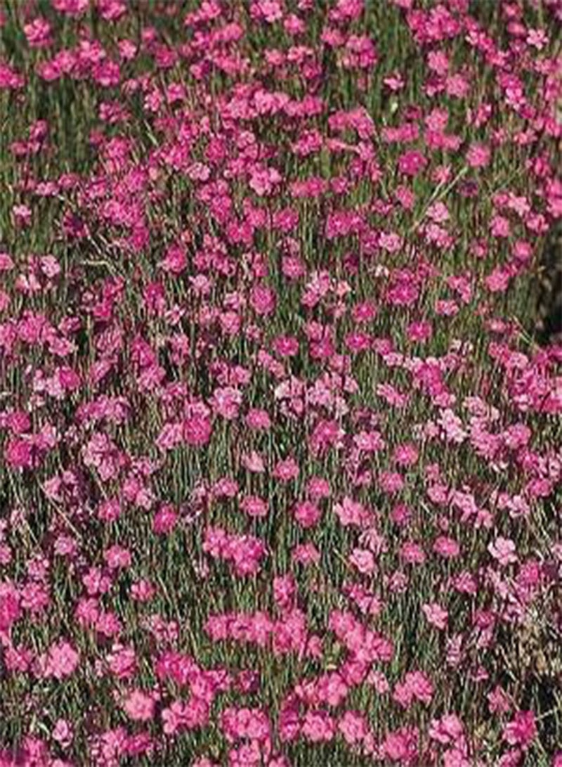 GGOOT Dianthus deltoides Confetti Mix 200 Seeds