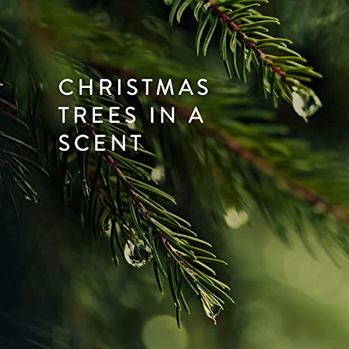 Thymes Travel Tin Holiday Candles - Scented Candles for Home Decor - Winter Scents - Christmas Gifts - Luxury Home Fragrance Gifts for Women & Men - Gold (Frasier Fir, 2.5 oz) - Image 2