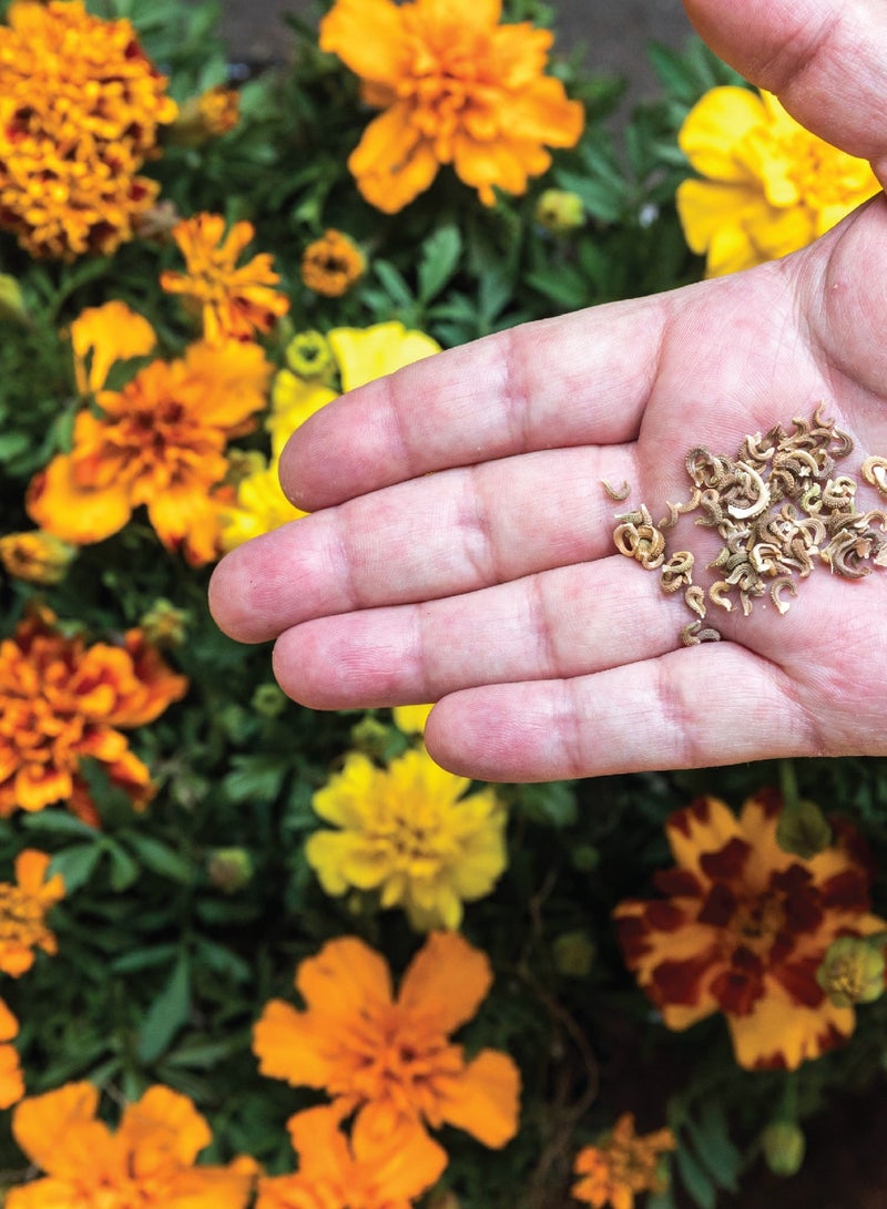 Generic Marigold flower Seeds - Premium Quality Seeds - Flower Seeds for Planting - Image 2