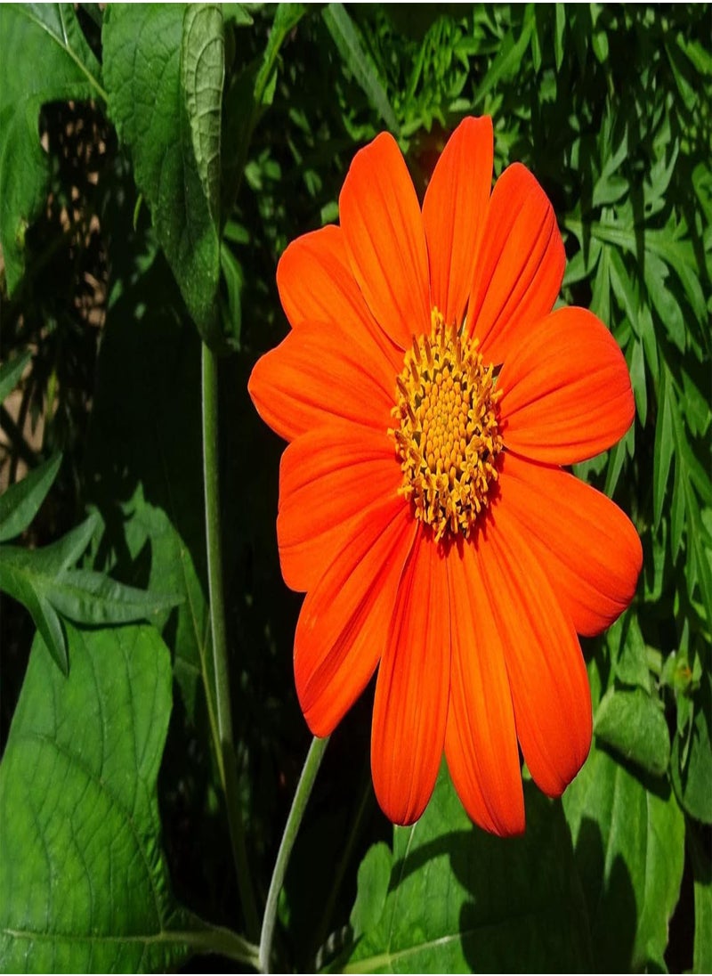 GGOOT 50 Tithonia Red Torch Seeds -  Sunflower Seeds - Orange Flowers - 50 Seeds  - Image 2