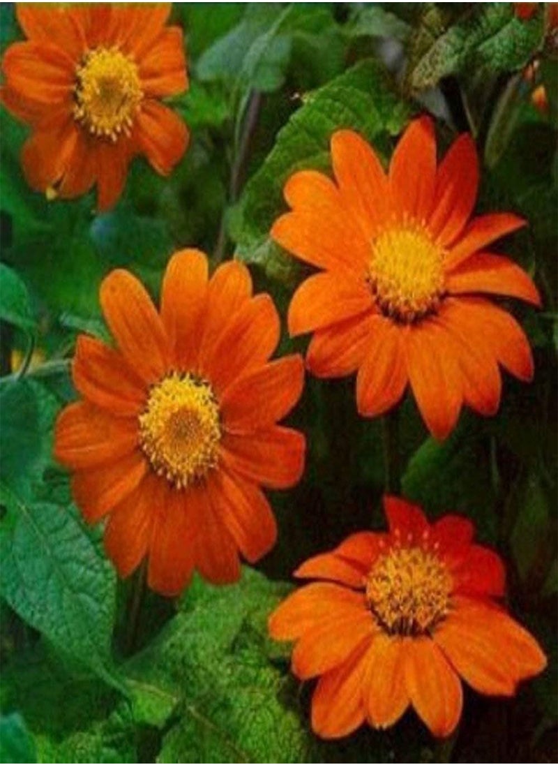 GGOOT 50 Tithonia Red Torch Seeds -  Sunflower Seeds - Orange Flowers - 50 Seeds  - Image 1