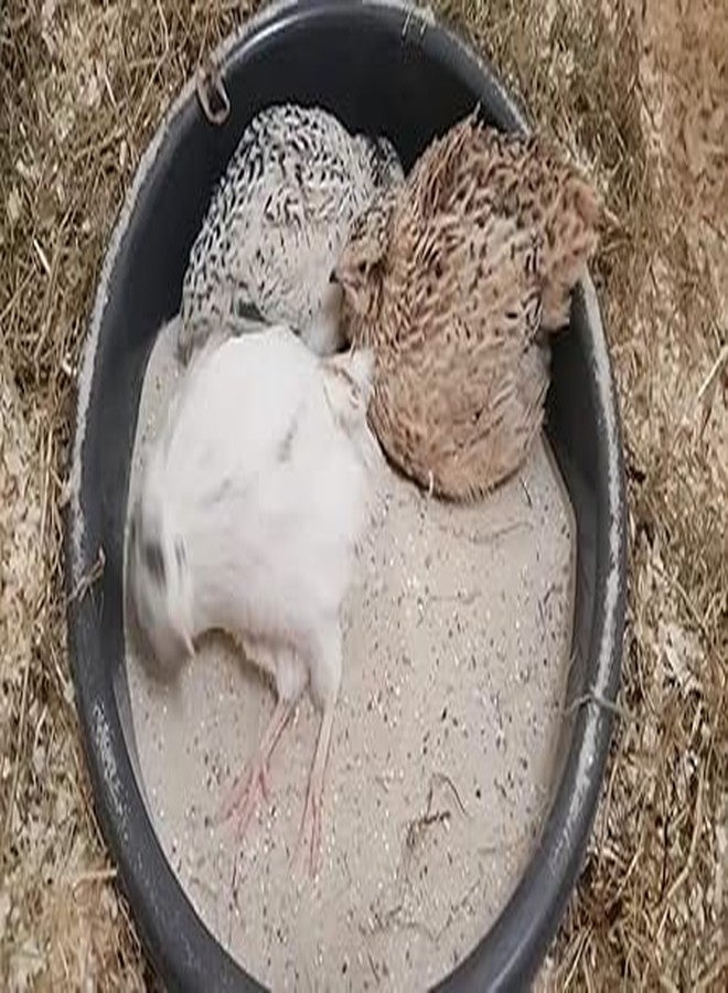 تربة نهرية طبيعية نقية للطيور من AVIANS، خالية من الرمل والغبار، تربة مُفلترة، 1000 غرام - Image 2