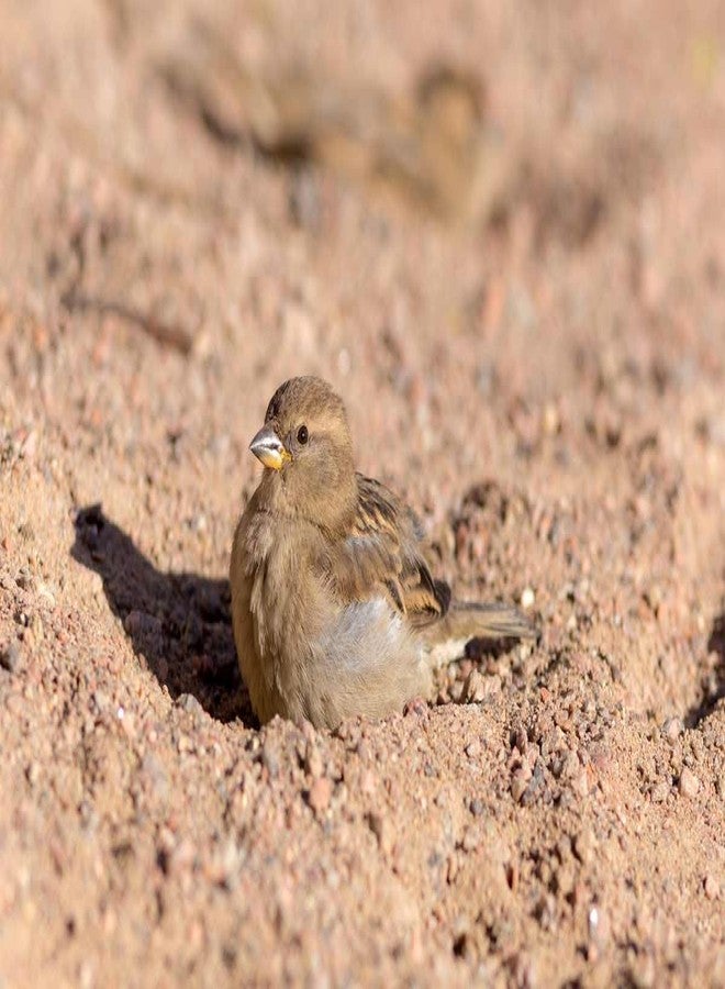 تربة نهرية طبيعية نقية للطيور من AVIANS، خالية من الرمل والغبار، تربة مُفلترة، 1000 غرام - Image 3