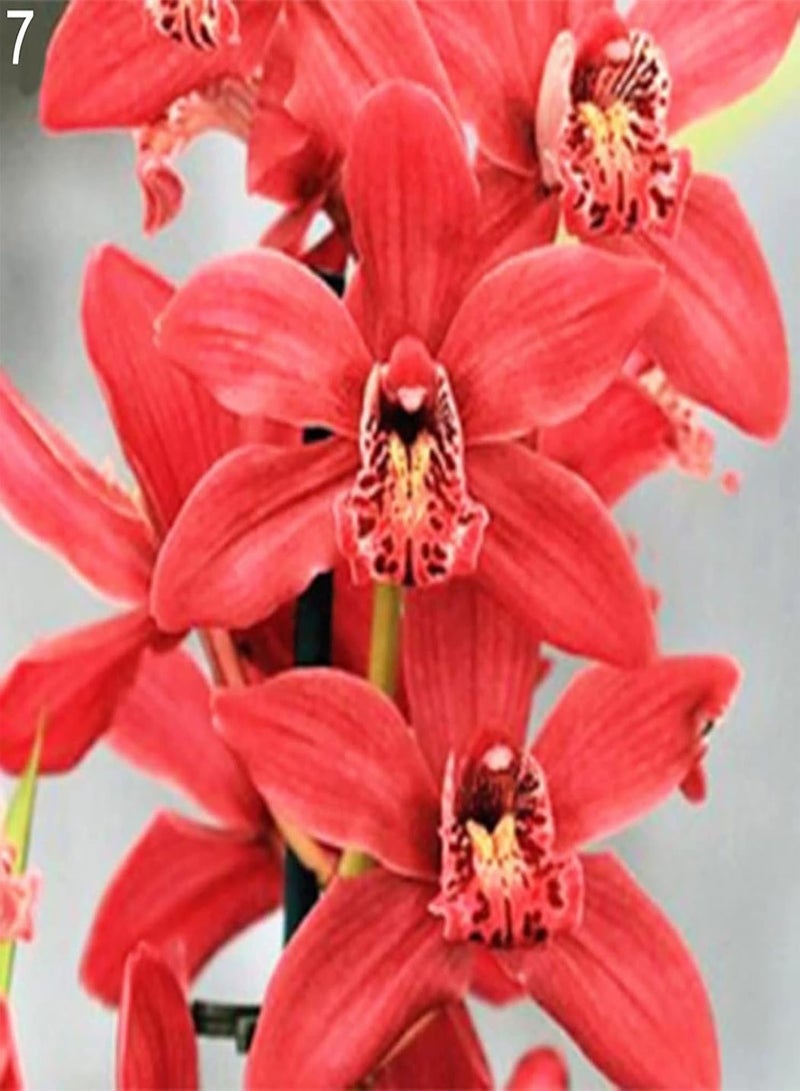 GGOOT 100Pcs Floral Plants Seedlings Pack | Home Gardening Phalaenopsis Seeds Kit Long Germination Period 8 Styles Aesthetic Flower Seeds 7 Seeds  - Image 1