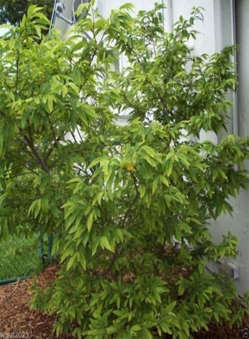 GGOOT Jamaican Custard Apple Tree (10 Seeds) AKA bullock's Heart,Jamaican Apple ! - Image 2