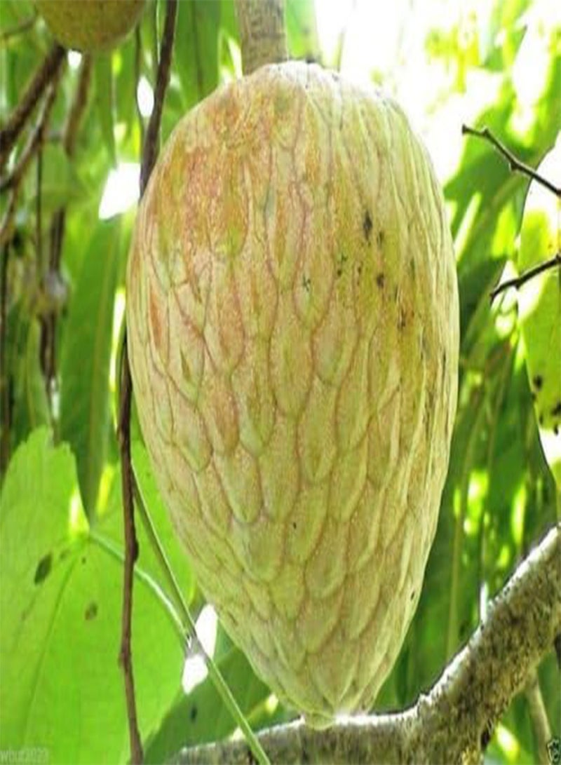 GGOOT Jamaican Custard Apple Tree (10 Seeds) AKA bullock's Heart,Jamaican Apple ! - Image 1