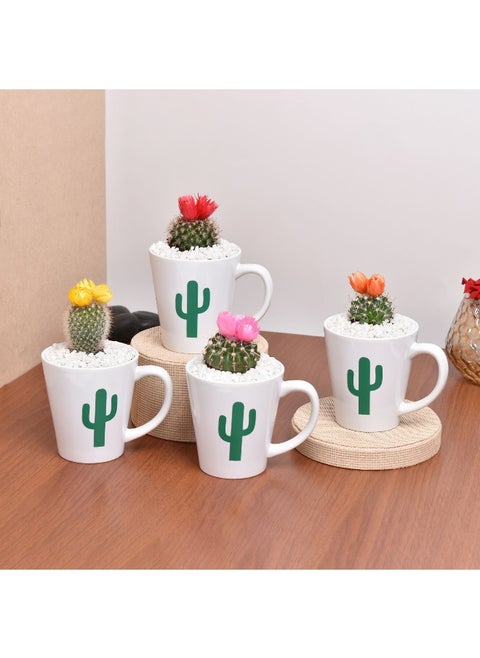 Cactus Garden