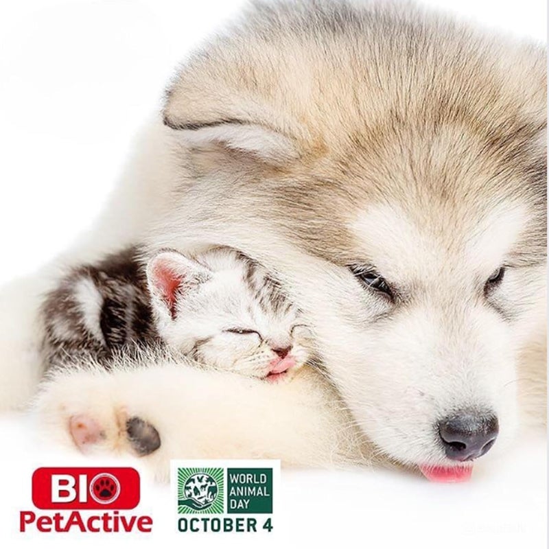 Bio PetActive Catnip Spray 100ml - Image 3