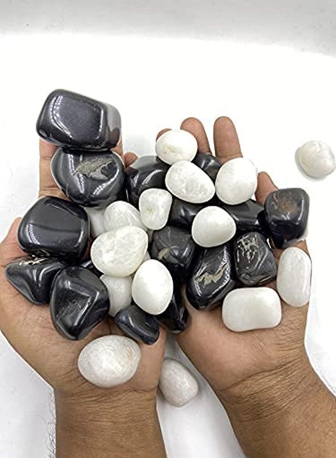 Bum Bum Bhole 1kg Medium Polished White & Black Mix Pebbles for Garden & Home D?cor Planters, Aquarium Decoration, Fountain, Landscaping, Plants, Vase Decoration (15 to 35 MM) - Image 4
